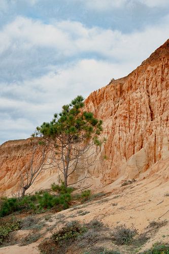 Kiefer in Erdtönen - Falésia