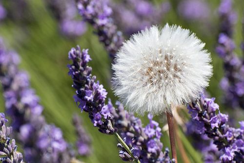 Paardebloem in lavendelveld