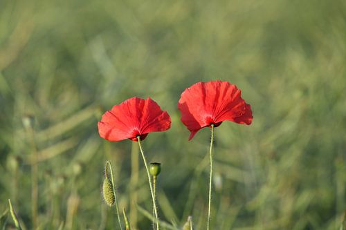 Klaproos in het veld
