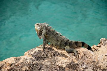 Common iguana sunbathing by Frank's Awesome Travels