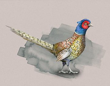 Pheasant in colored pencil