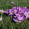 Blühende Krokusse auf einer Wiese von Berthold Werner