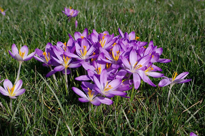 Blühende Krokusse auf einer Wiese von Berthold Werner