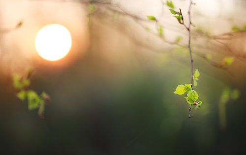 Lenteblad bij zonsondergang van Maayke Klaver