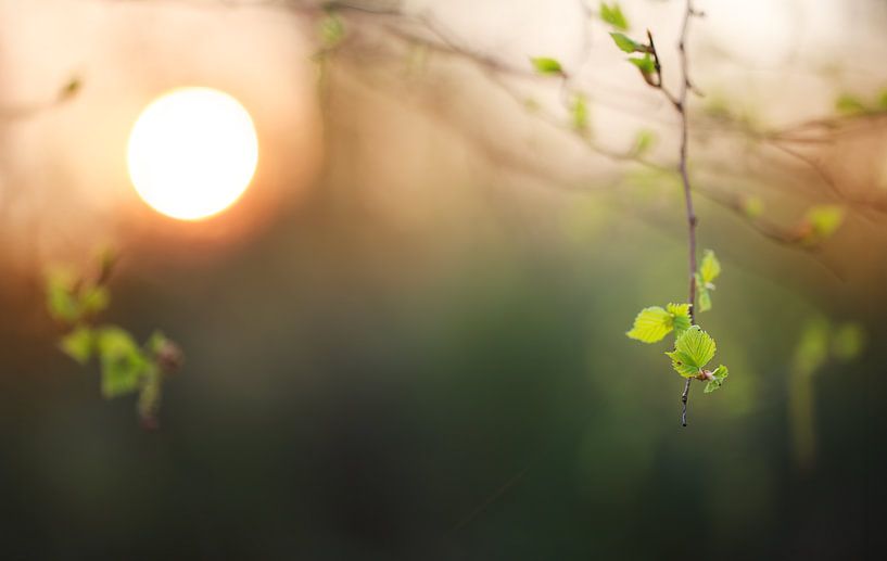 Lenteblad bij zonsondergang van Maayke Klaver