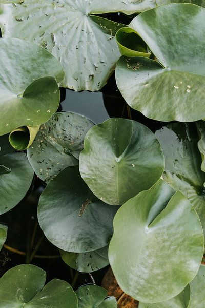 lilies in the water by Iris van Tricht