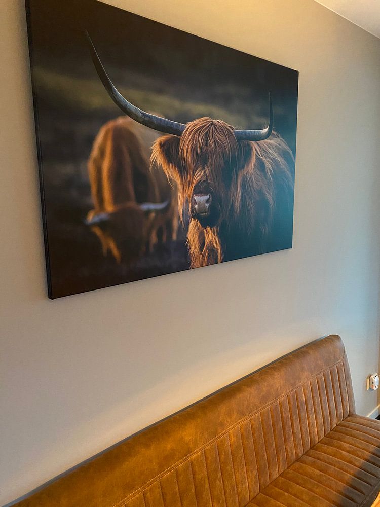 Schotse Hooglander bij avondlicht. Gouden uur. van Henk Van Nunen Fotografie