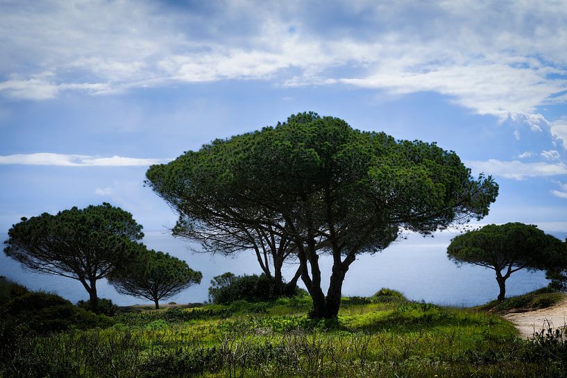 Omgeving Albufeira van Eddy Westdijk