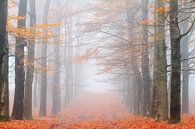 Oranje boslaan in de herfst van Dennis van de Water thumbnail