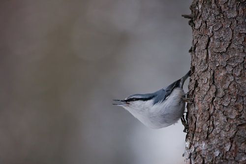 petite sittelle d'oiseau sur l'écorce regarde joyeusement