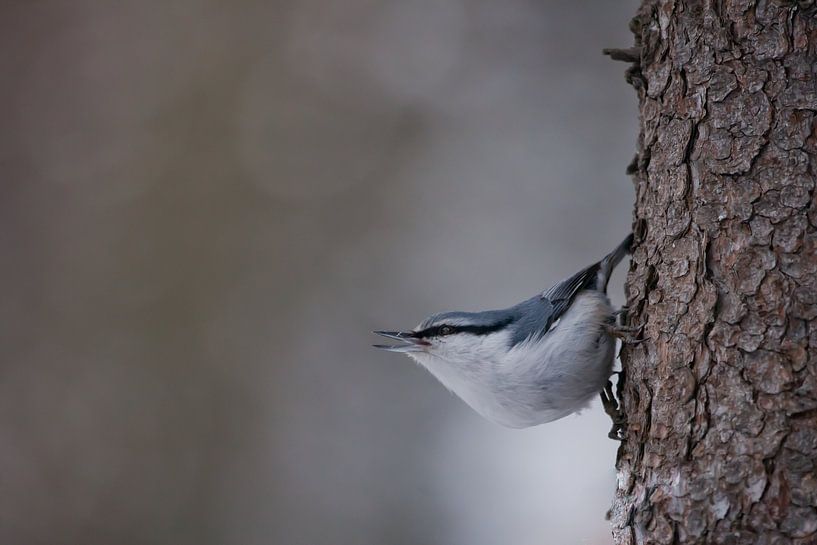 small bird nuthatch on the bark cheerfully looks by Michael Semenov