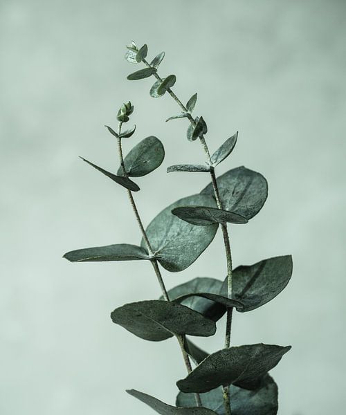 eucalyptus takken van Mariska Vereijken