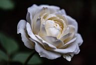 weiße Rose von Tania Perneel Miniaturansicht
