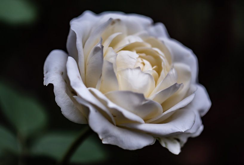 weiße Rose von Tania Perneel