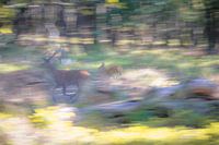 On the run