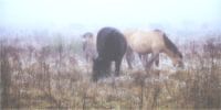 Wilde paarden in de mist ll van Rigo Meens thumbnail