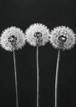 Paardenbloemen zwart wit 2