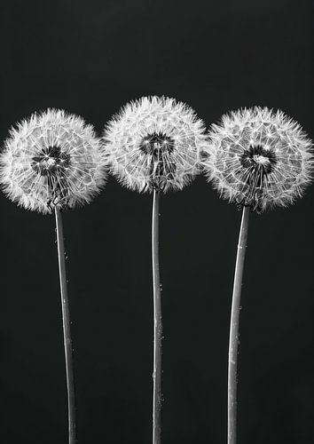 Paardenbloemen zwart wit 2