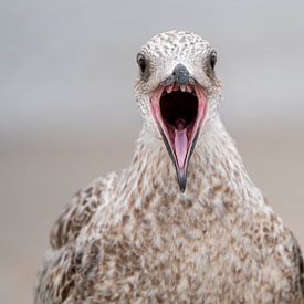 La mouette hurleuse sur Stephan Zaun