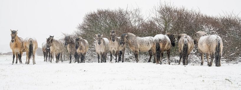 Konik horses in the snow by Dirk van Egmond