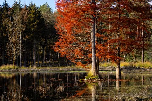 kleurrijke moerascipres van Hetwie van der Putten