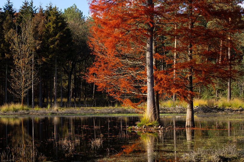 cyprès chauve coloré par Hetwie van der Putten