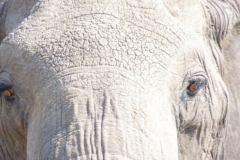 close up olifant by Daisy Janssens