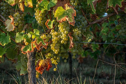 Raisins dans le vignoble