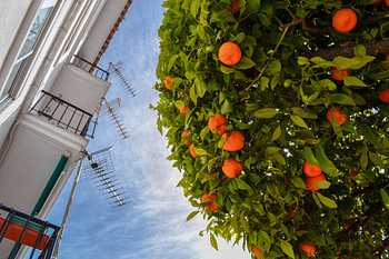 Orangen und Antennen in Ronda