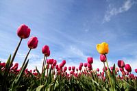 Dare to be differtent, Tulips in bloom