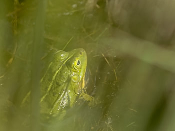Grüner Frosch im Schilf versteckt