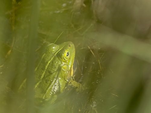 Groene kikker verscholen in het riet