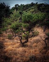 the tree