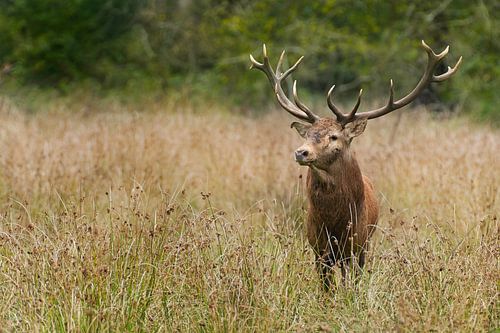Rothirsch De Mortelen