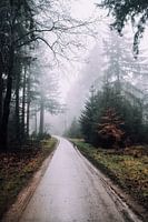 Forest path with fog
