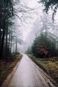 Forest path with fog by Gaby Jongenelen