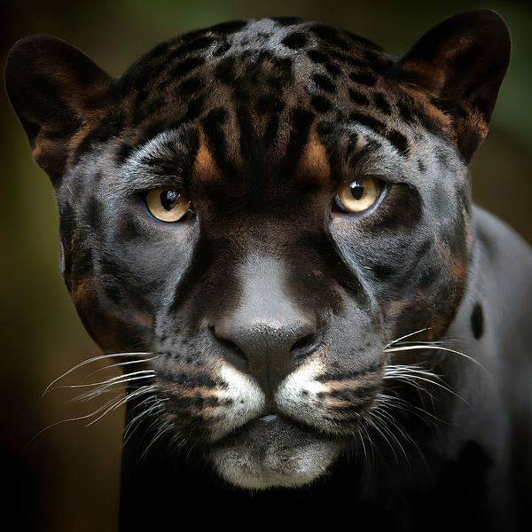 schwarzer Panther von Jacco Hinke