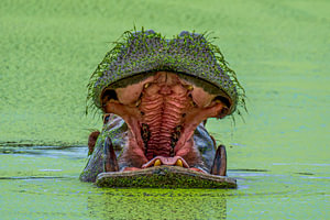 Hippopotamus Yawning with Open Mouth Submerged in Green Water