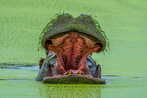Hippopotamus Yawning with Open Mouth Submerged in Green Water
