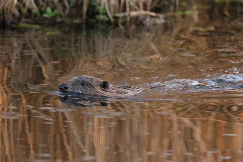European beaver  Baden Wuerttemberg Germany
