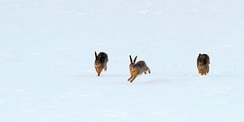 Hare in Winterlandschaft 
