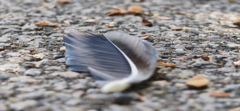Une plume perdue sur la route