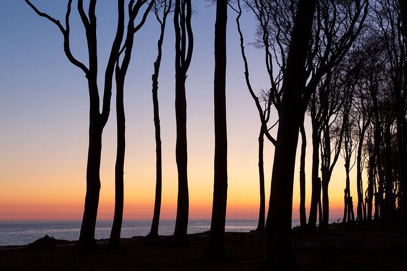 Troncs d'arbres dans la forêt des fantômes par Sven-Erik Arndt
