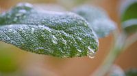 Sage after a rain by Heiko Kueverling thumbnail