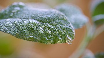 Salbei nach einem Regen von Heiko Kueverling