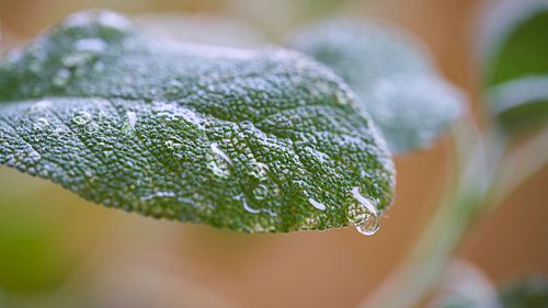 Salie na een regenbui