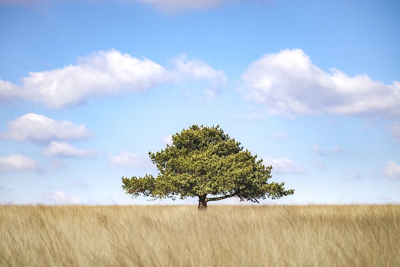 Grove den op de Terletse Heide (minimal) van Nicky Kapel