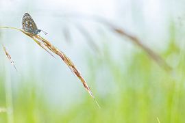 Bruin vlindertje tussen de grassprieten by Fokko Erhart