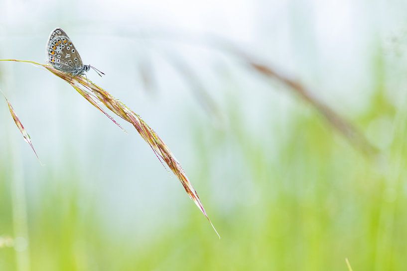 Bruin vlindertje tussen de grassprieten van Fokko Erhart