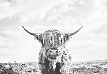 Scottish Highlander, Highland Cow, in black and white on the Heath